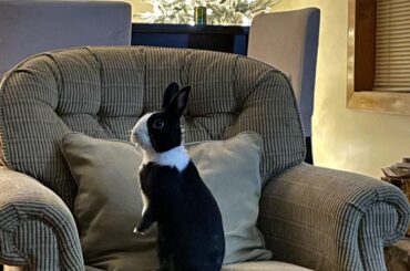 Sherman deciding if he approves of our Christmas decorations