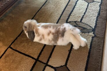 Marley’s been giving me noodles galore this week 🐰🐰🐰