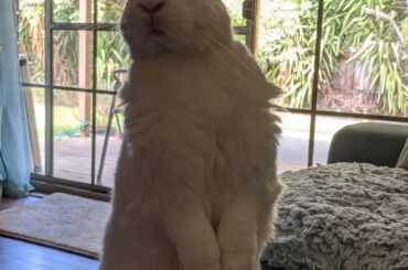 Finally got a good pic of my bunny standing up