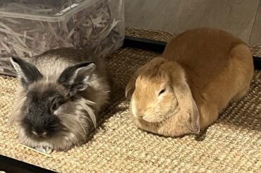 back at it again with the loaffff