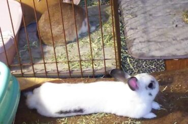 L O N G B O I (and accomplice) made a mess