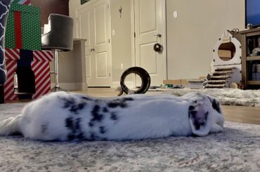 Very long and tired noodle