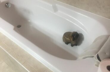 Escape: Success. Jump in tub: Check. Get stuck in tub for hours while hoomans search for me: I should have thought this over more.