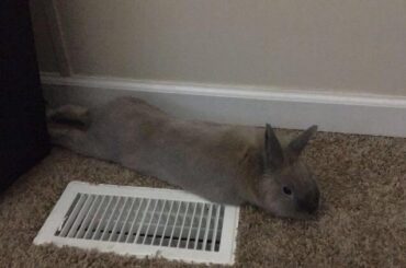 My potato is looking real noodle-like