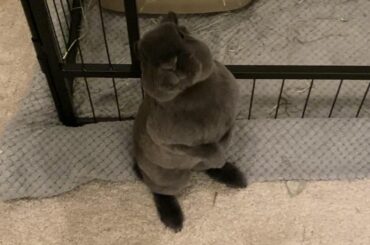 “Please, sir. May I have some more porridge?”