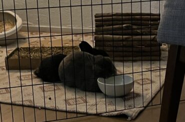 This waterbowl is a perfect headrest for naps