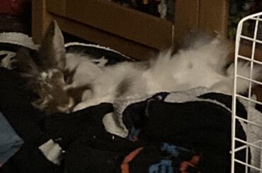 Sleepy