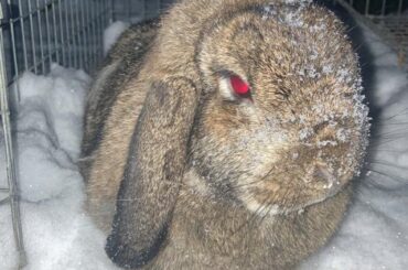 This is Brenda our biggest cinnamon loaf❤️