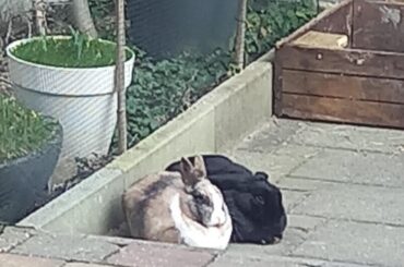 My two loafs in the garden