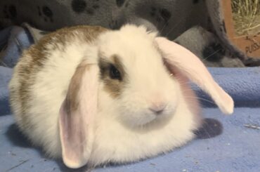 floppy eared loaf!❤️