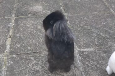 Where did you go hooman?