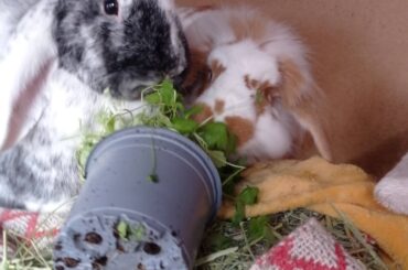 Thanks for dragging your plant pot to bed and getting mud everywhere buns