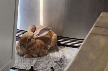 Guess who chewed on my rug right after this picture? It wasn't the fridge