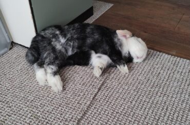 I spent £500 in vets bills to save Winter's life last week. The most expensive poops ever. She made a full recovery! Then I come home to THIS! Scared the absolute 💩out of me! I swear, this bun keeps me on my toes. She IS the main character.