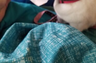 I CHEWWED THE FLUFFING WIFI ROUTER POWER CORD, FIGHT ME HUMAN!