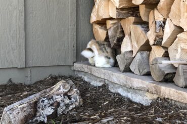 It was at this point Popsicle found out he could no longer fit in the gap (x-post r/Rabbits)