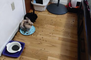 Looks like they spilled a box of Cocoa Puffs...