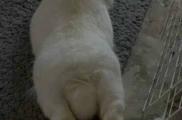 I’ve got two Lionhead/Rex mix sisters and they noodle all the time. Lol