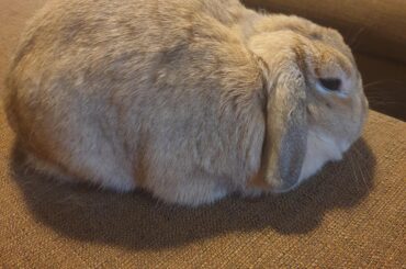 When the loaf matches the couch