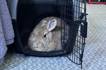 Lagoloaf Brand Melted Loaf