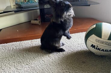 Meet checkers! (And his favorite toy volleyball)