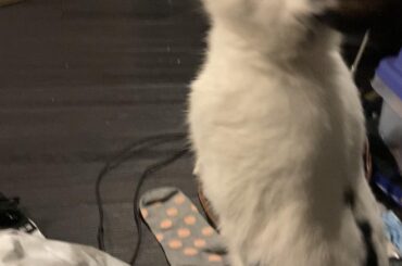 He never fails to remind me what a proper posture looks like and for that he can have the whole world