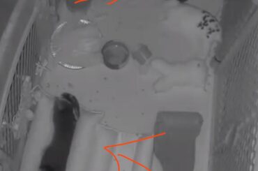 Just two blissed out buns looking dead and scaring me