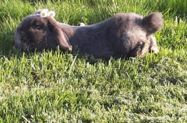 A rare pic of a noodle noodling in my garden, ca. 2021, colorized (my bunnies are good girls and they don't run away. Thats, why they are allowed to run around in the garden) w