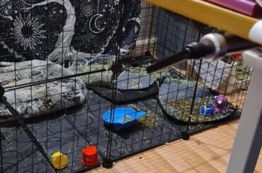 Chaos Gremlin (Hank) LIKES it messy, dangit!