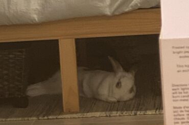 Noodle noodling away