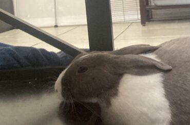 One of Loulou’s favorite napping spots…