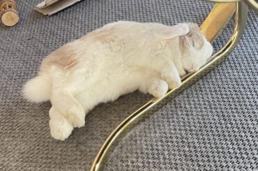 My bunny Waffle sleeping on the sharp edge of my curvy dining table, must be comfy I guess? 🤷‍♀️