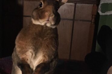 Bellus on alert ♥️🐰