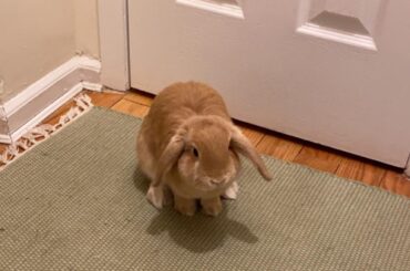 Shortly after this picture was taken, Ginger here, chewed my phone charger. Moral of the story: Bunnies act and look the cutest when they’re about to do evil!