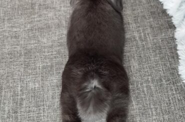 Gulasch the Bunny is new hop noodle🥰 say hi