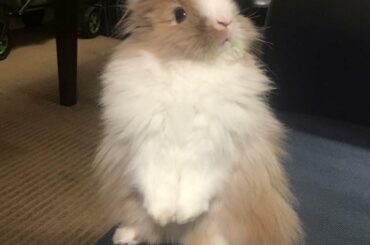 Fluff, in all his fluffy glory! (He’s so fluffy I wanna die!)