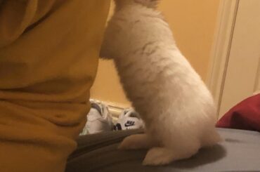 Bunny helping his mom up