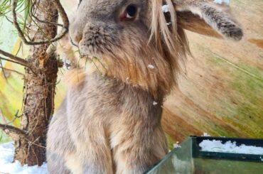 Here's Luna enjoying the snow last year