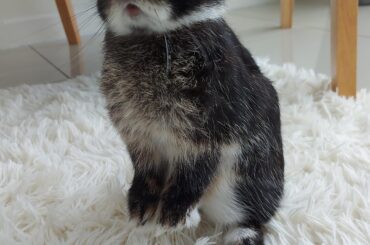 What do you mean there's no more treats?