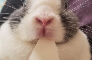 I like eating homework