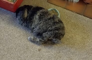 According to Bourneville this is a good place to flop after months of not flopping