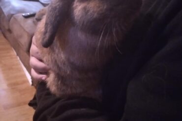 Bunno Moments After Disaster; She somehow tugged out a vent cover, and had the family running all bug-eyed trying to get her out. Only came up just as we were on the phone with HVAC.