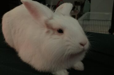 One Heckin Loaf 🍞