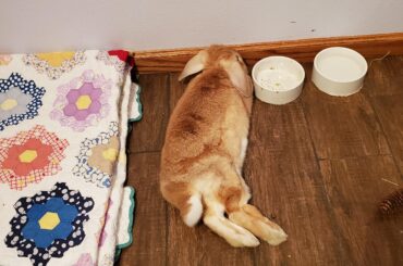 This noodle would rather lay on the cold floor than his blanket.