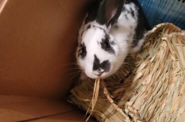 Someone broke into the box where I keep the extra hay mats