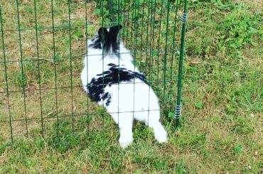 Feet in fence
