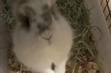 This is my little lion head Claire... standing up. She’s one of two buns I currently have :)