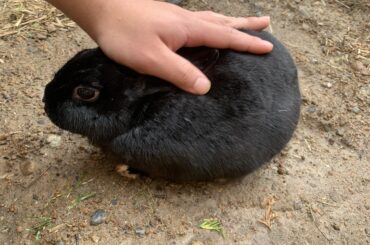 I think I may have overcooked my loaf