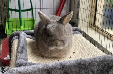 This lagoloaf is not amused