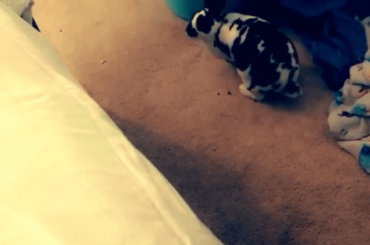 This is Spot. He’s 5 months old and likes being next to me.